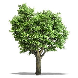 网红大树树木绿色植物免扣元素
