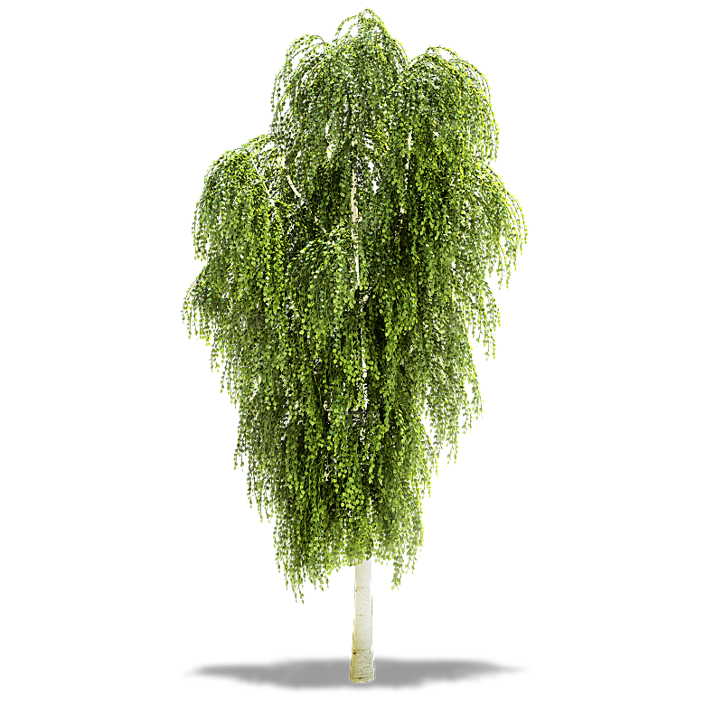 网红大树树木绿色植物免扣元素