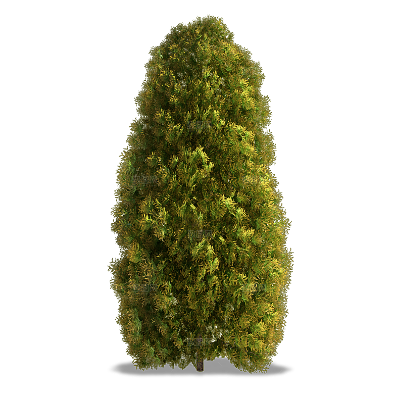 景观大树树冠树木png免扣元素