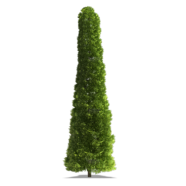 景观大树树冠树木png免扣元素
