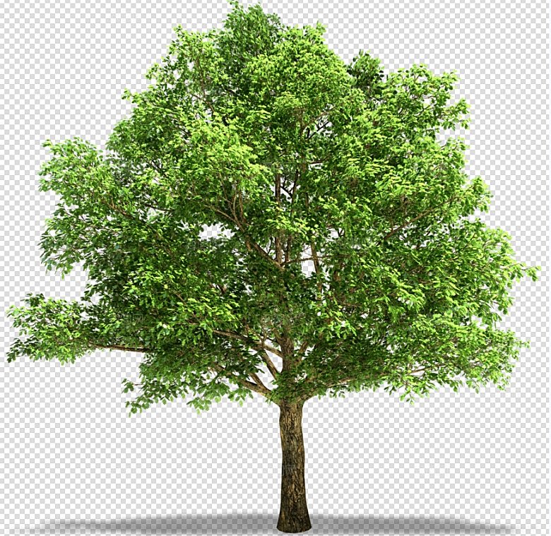 网红大树树木绿色植物免扣元素