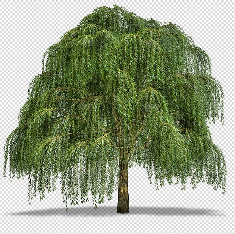 网红大树树木绿色植物免扣元素