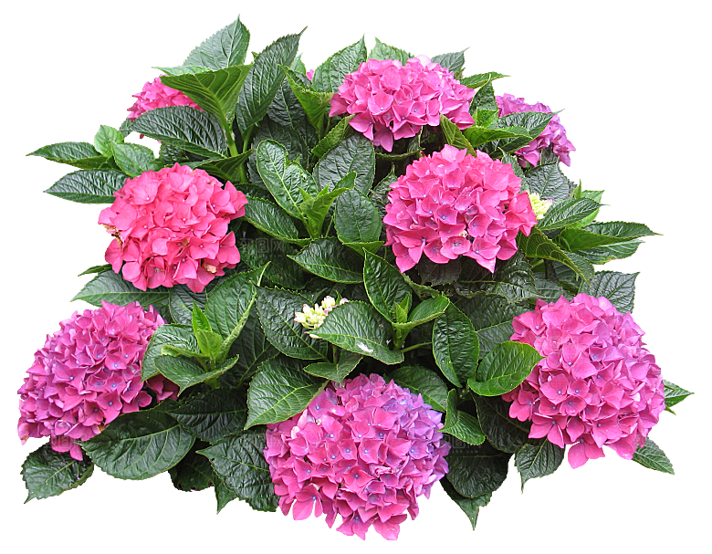 植物花卉免扣元素