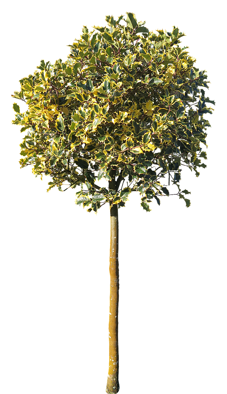 树木植物花卉免扣元素