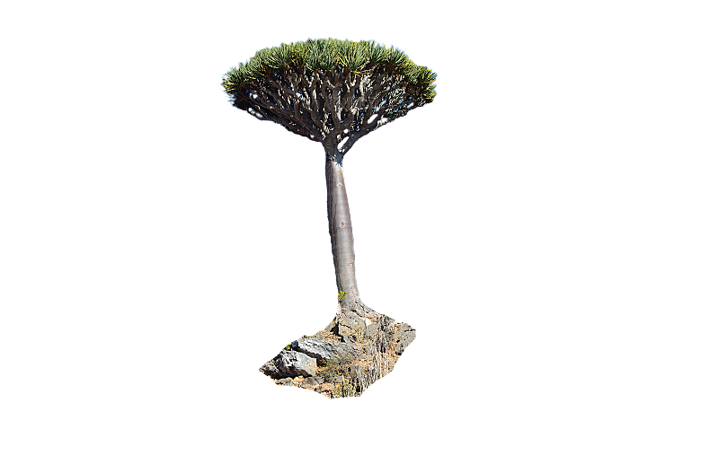 植物花卉免扣元素树木