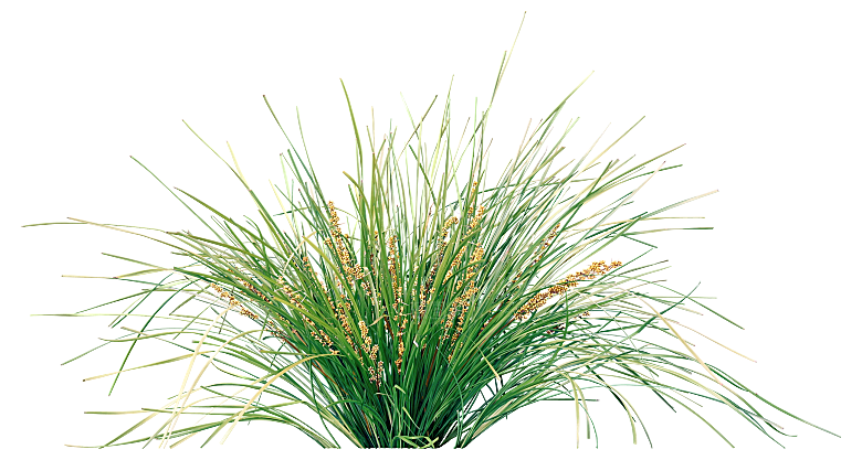 植物花卉树木免扣元素