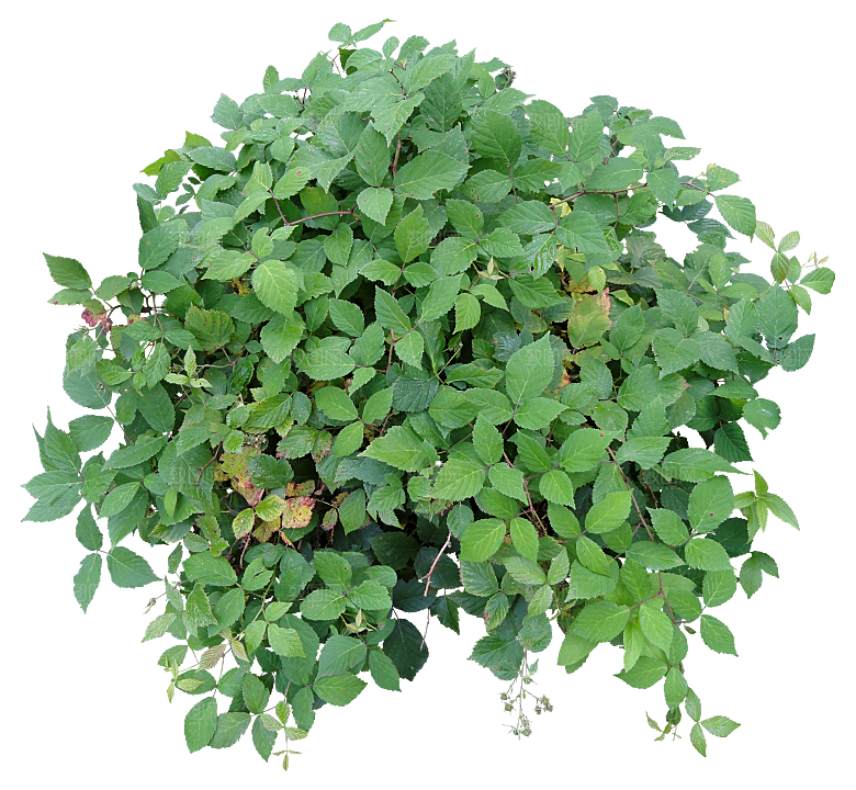 植物花卉免扣元素