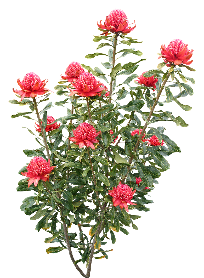 植物花卉免扣元素