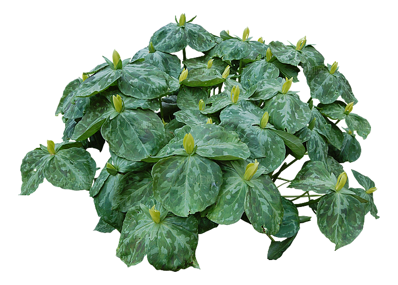 植物花卉免扣元素