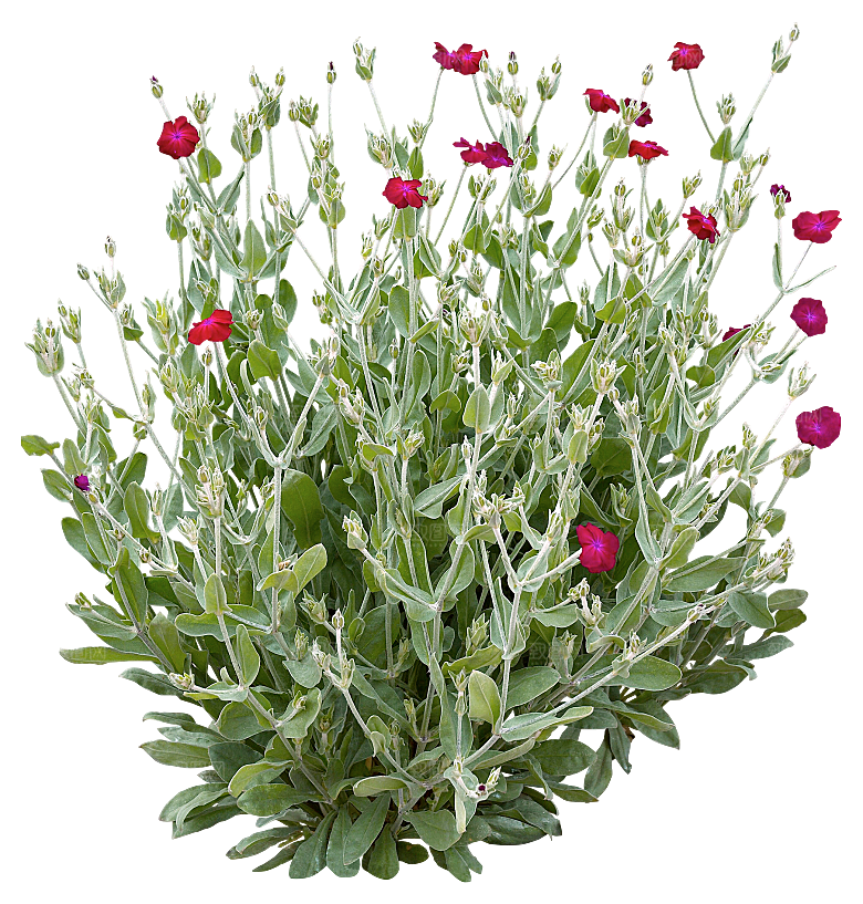 植物花卉免扣元素