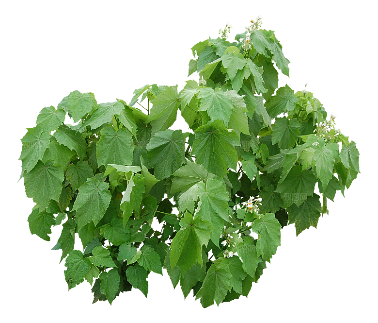植物花卉免扣元素