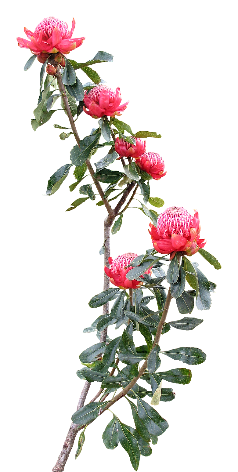 植物花卉免扣元素