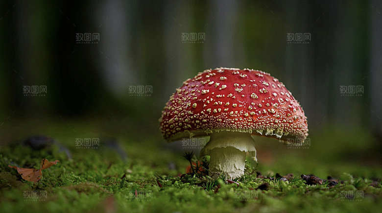 自然风景盛开的鲜花向日葵郁金香