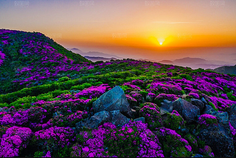 自然风景盛开的鲜花向日葵郁金香