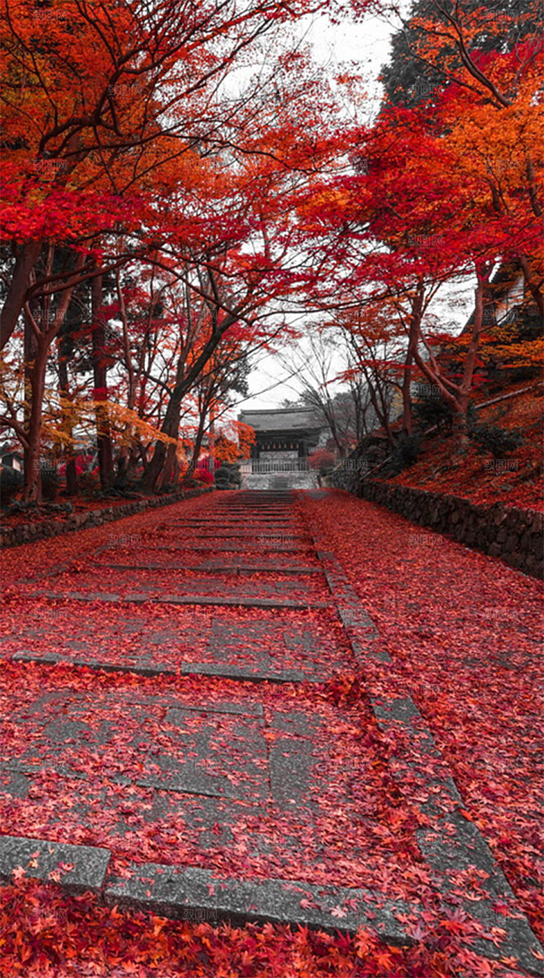 秋天枫叶山峦山峰摄影