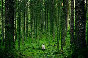 绿色自然风景绿茵森林植物摄影