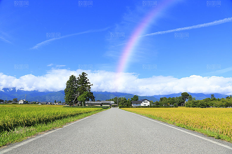 绿色森林田野风景摄影