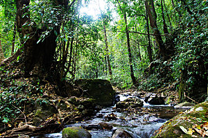 绿色森林田野风景摄影