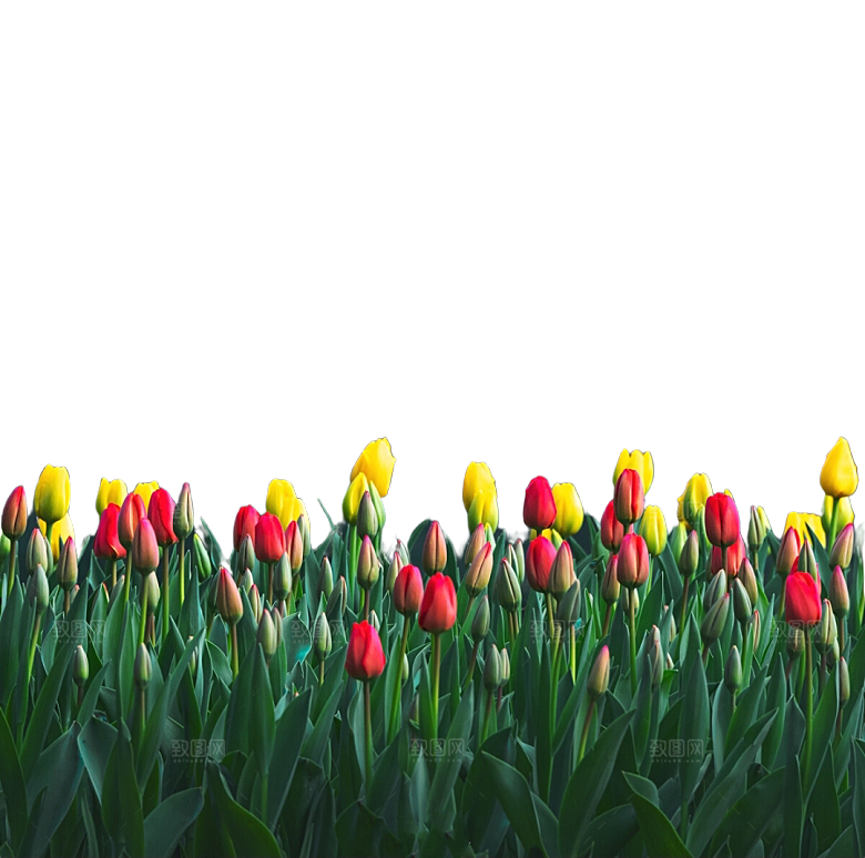 鲜花花朵梅花树枝素材