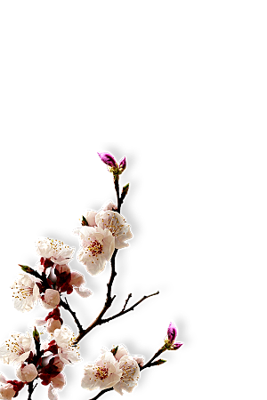 鲜花花朵梅花树枝素材