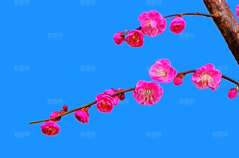鲜花花朵梅花树枝素材