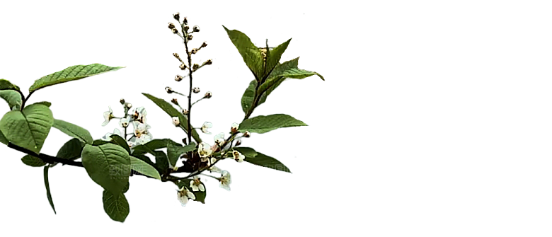 鲜花花朵梅花树枝素材