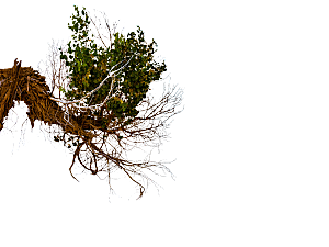 鲜花花朵梅花树枝素材