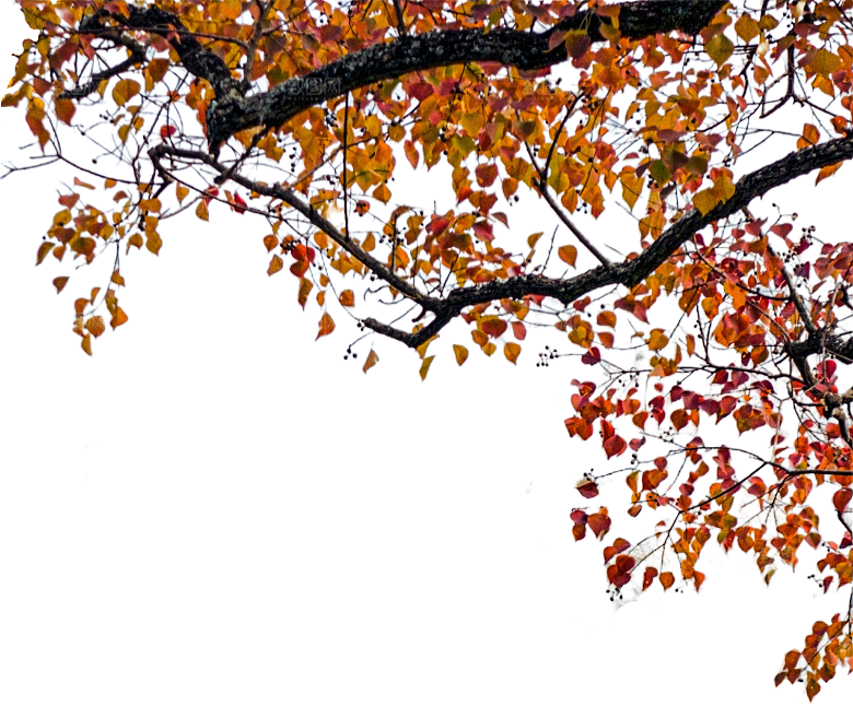 鲜花花朵梅花树枝素材