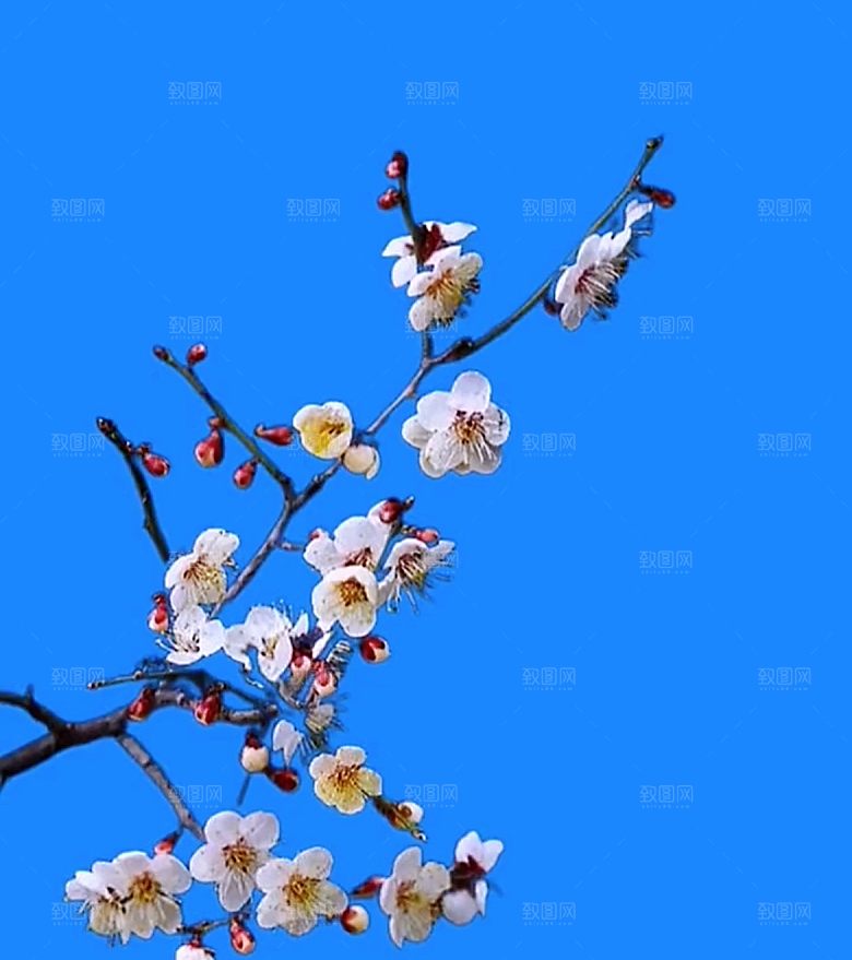 鲜花菊花花枝免扣元素