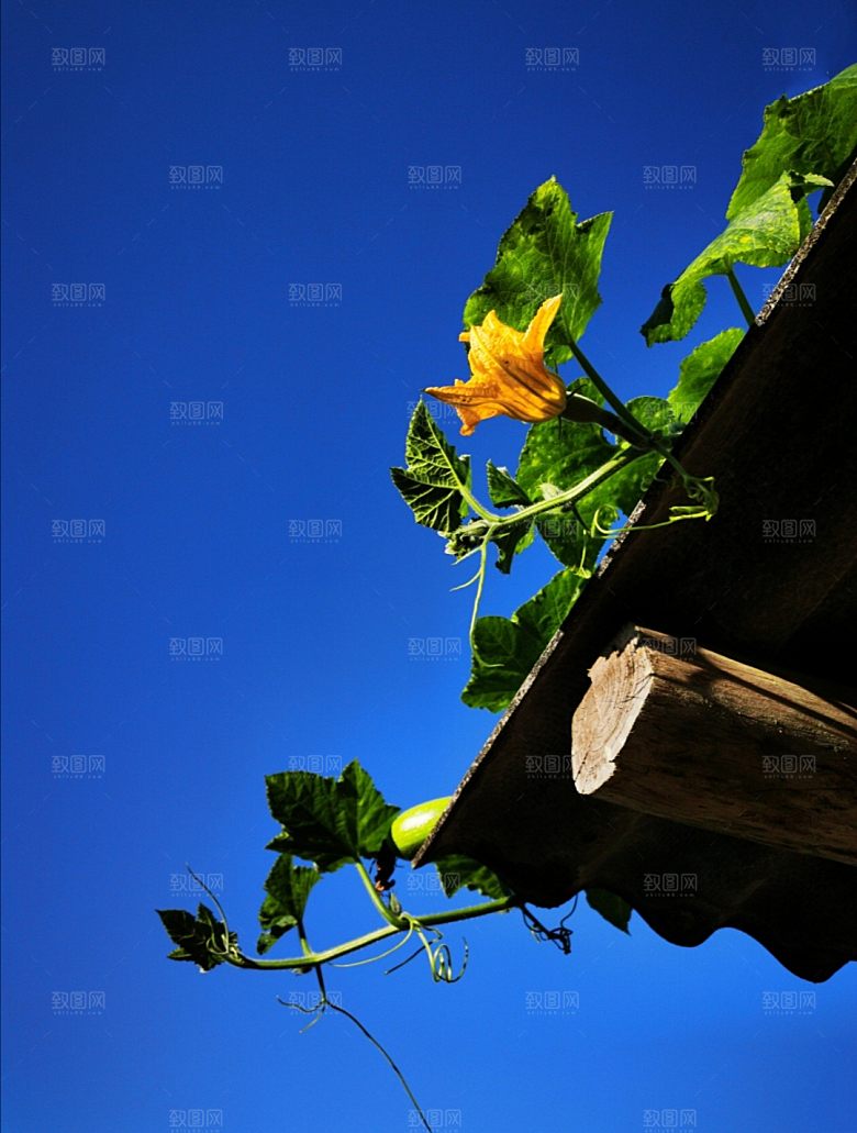 鲜花花朵梅花树枝素材