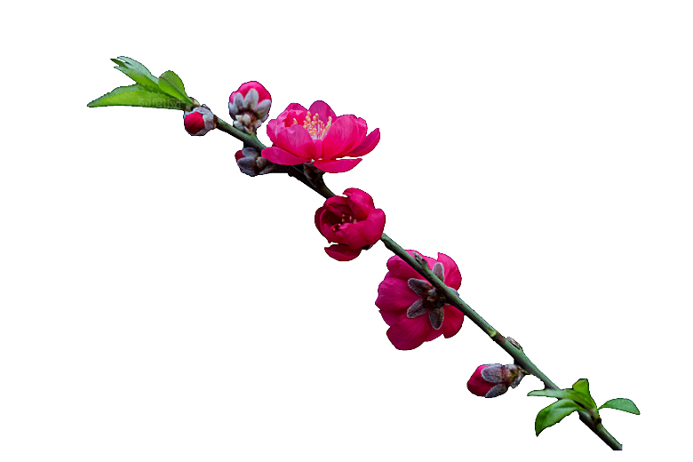 鲜花菊花花枝免扣元素