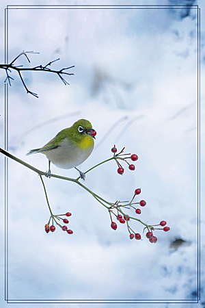 冬季小鸟可爱海报背景