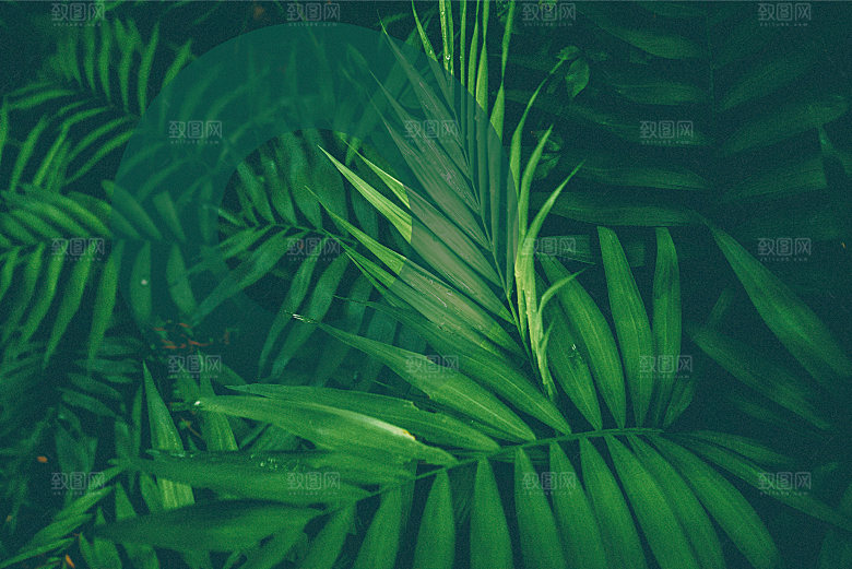 森林治愈系绿色植物背景