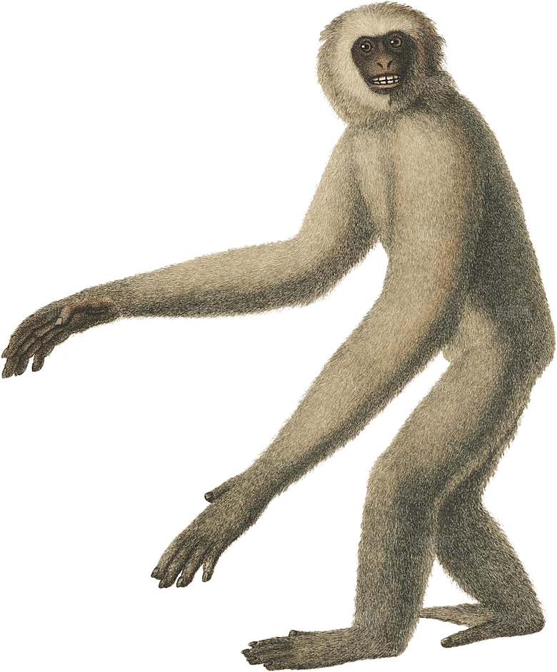 野生动物素材设计元素