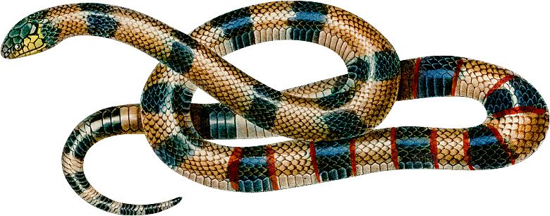 Animal (64)