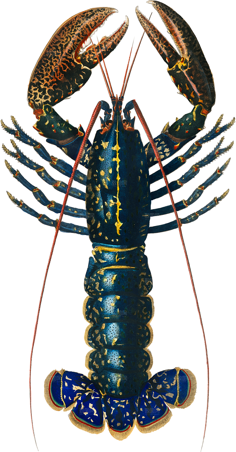 野生动物元素素材