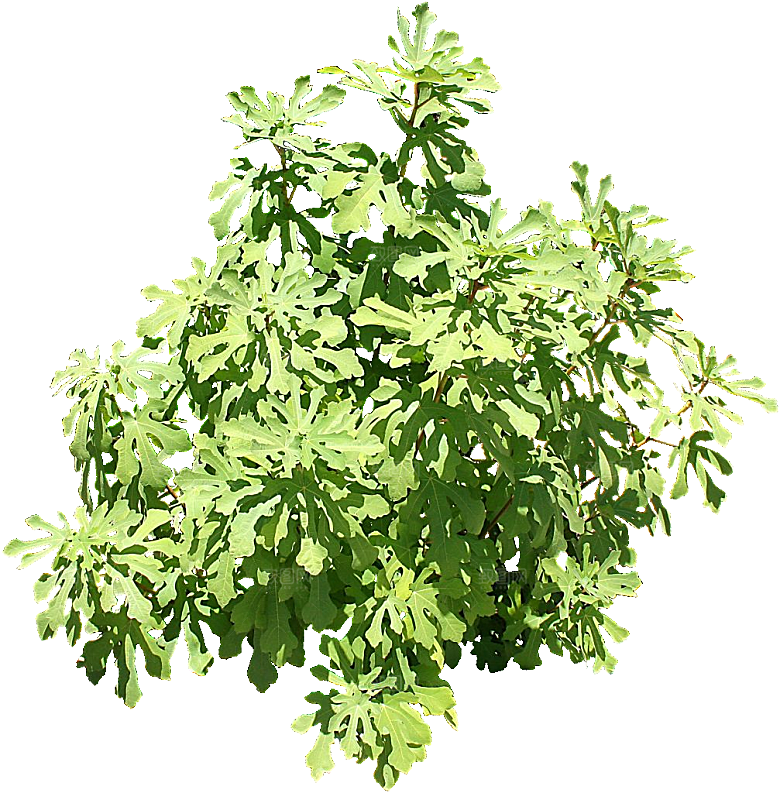 无花果png免抠元素