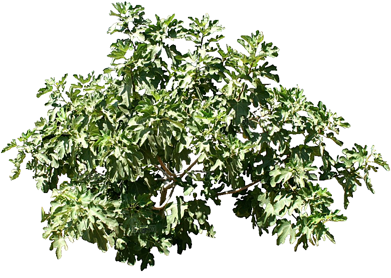 无花果png免抠元素