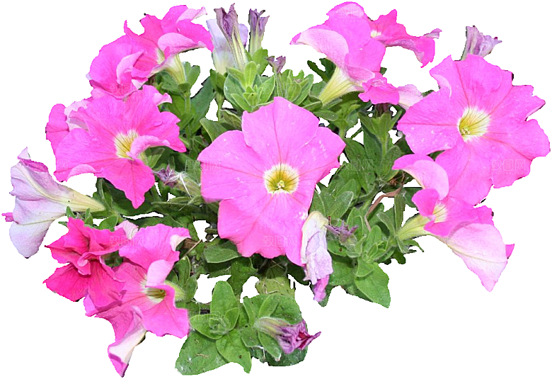 矮牵牛花卉png免抠元素