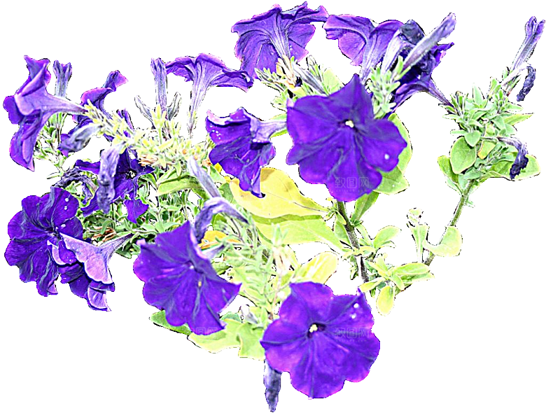 矮牵牛花卉png免抠元素