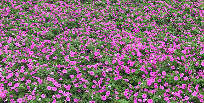 矮牵牛花卉png免抠元素