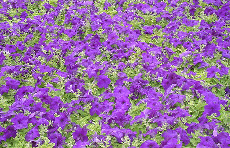 矮牵牛花卉png免抠元素