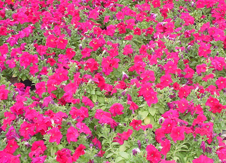 矮牵牛花卉png免抠元素