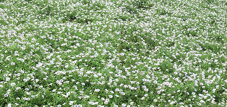 矮牵牛花卉png免抠元素