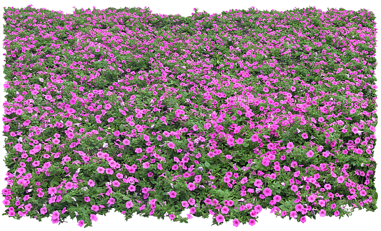矮牵牛花卉png免抠元素