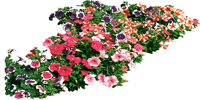 矮牵牛花卉png免抠元素