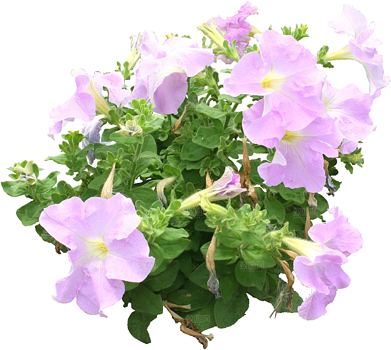 矮牵牛花卉png免抠元素