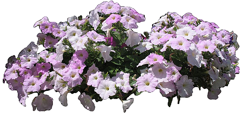 矮牵牛花卉png免抠元素
