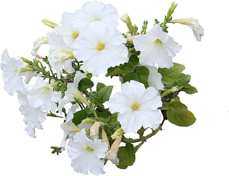矮牵牛花卉png免抠元素
