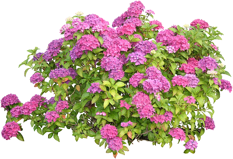 八仙花花卉png素材